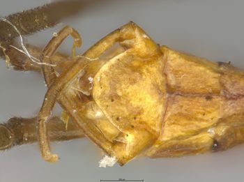 Media type: image;   Entomology 11241 Aspect: genitalia